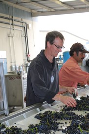 Alan on the sorting line