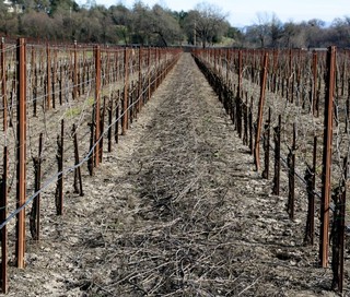 Starscape Vineyard pruned