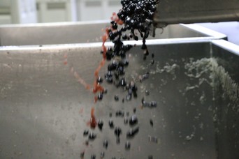 grapes coming off the destemmer table