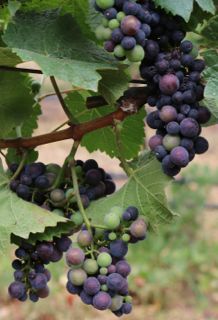 Bucher verasion