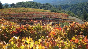 fall in the vineyard