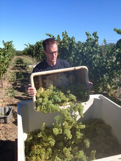 Alan with chard pick bin