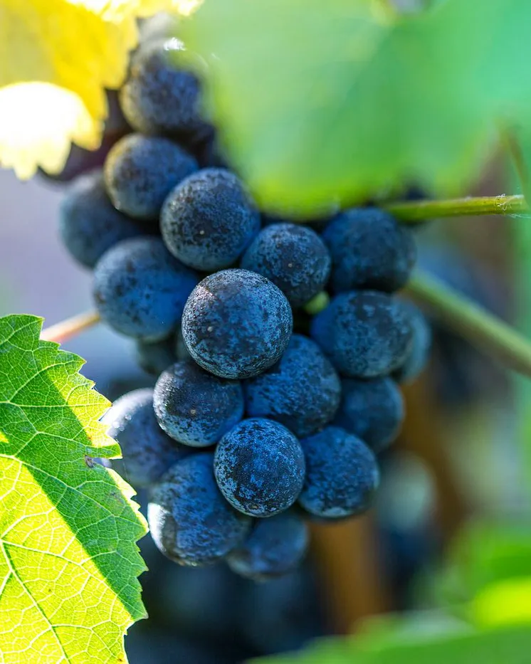 Grapes at Cartograph Wines